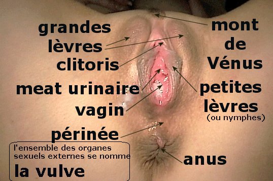 Masturbation feminine technique